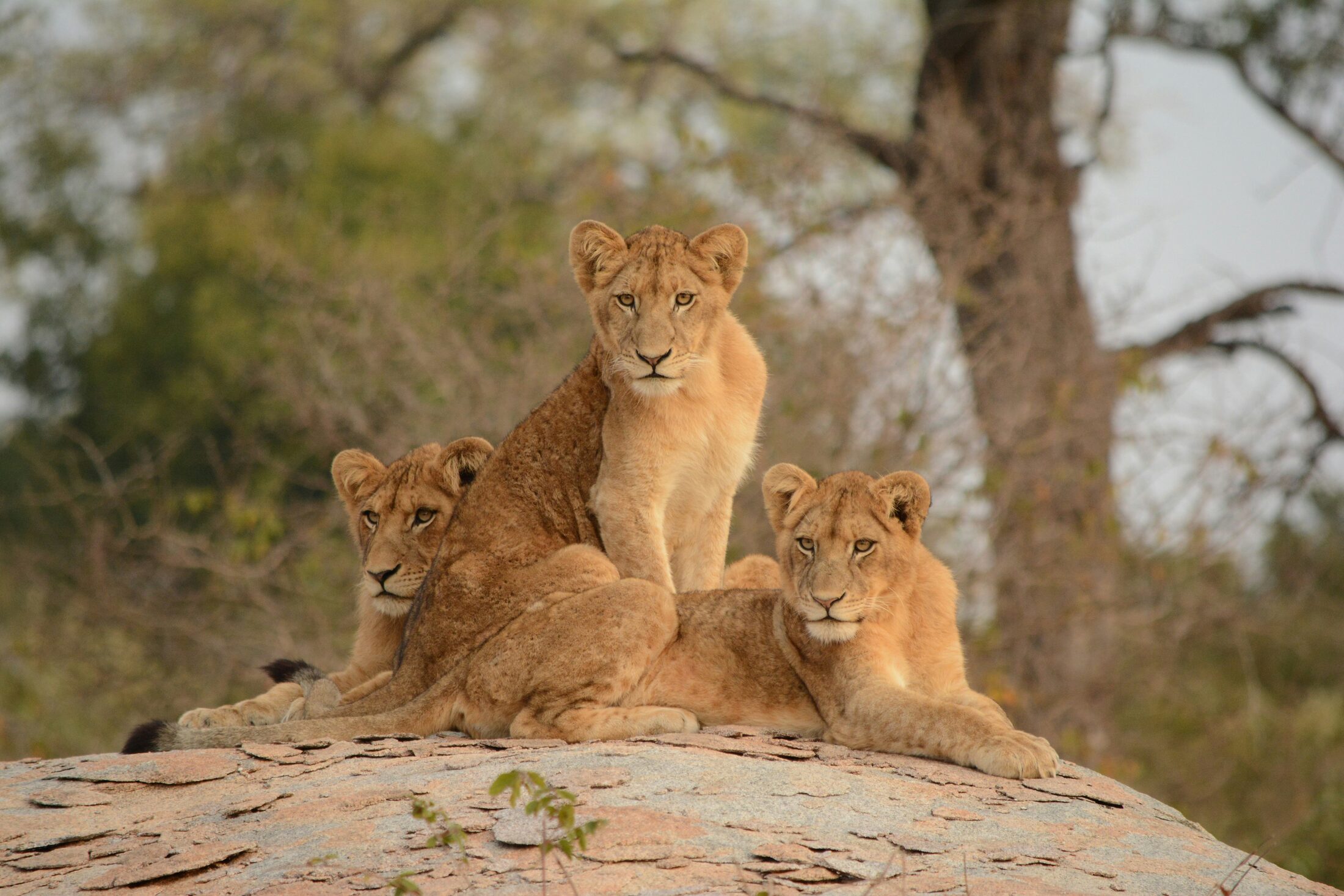 Kruger — atardecer en el bush